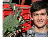 SPRAY FREE BROCCOLI MEDIUM Each - KATIKATI Grown